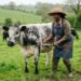 Farmer measuring heart girth of beef cow with flexible tape measure to calculate cattle weight using the Schaeffer formula