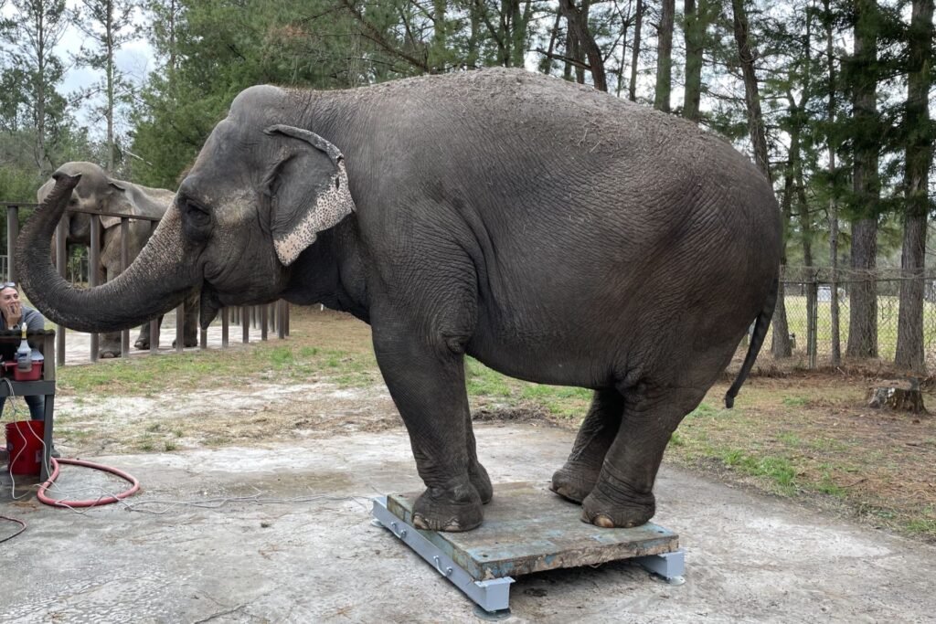 Weigh bar load cell system placed under a livestock chute on a farm for portable cattle weighing