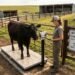 Cattle producer using an NTEP-certified livestock scale on a farm funded through USDA NRCS EQIP conservation cost-share program