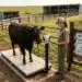 Cattle producer using an NTEP-certified livestock scale on a farm funded through USDA NRCS EQIP conservation cost-share program