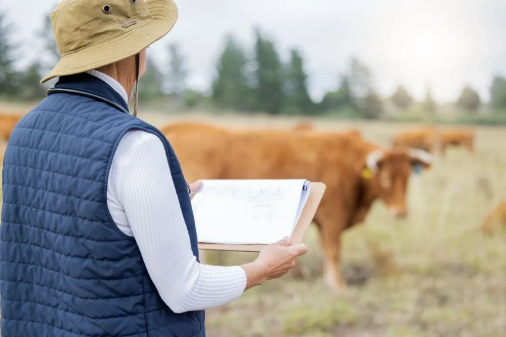 Beef producer evaluating yearling bull weight and body condition at a bull sale