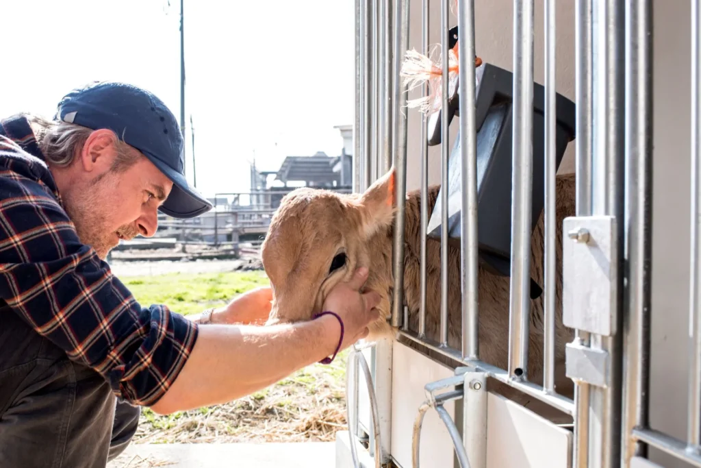 Cattle producer weighing a beef calf on a livestock scale at weaning