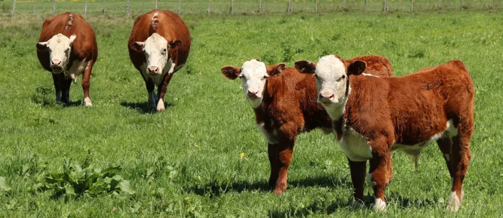 Group of weaned beef calves in a pasture showing weight variation by breed at 6 months