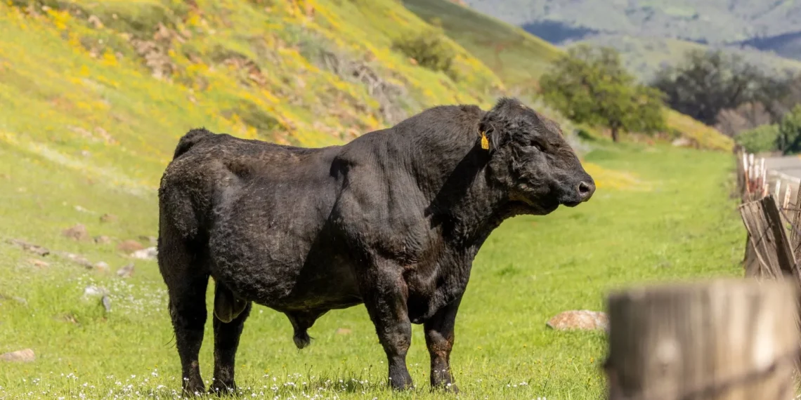 Mature Angus beef bull standing in a pasture showing full mature body weight