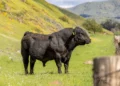 Mature Angus beef bull standing in a pasture showing full mature body weight