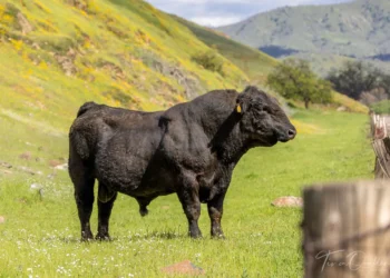 Mature Angus beef bull standing in a pasture showing full mature body weight