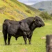 Mature Angus beef bull standing in a pasture showing full mature body weight