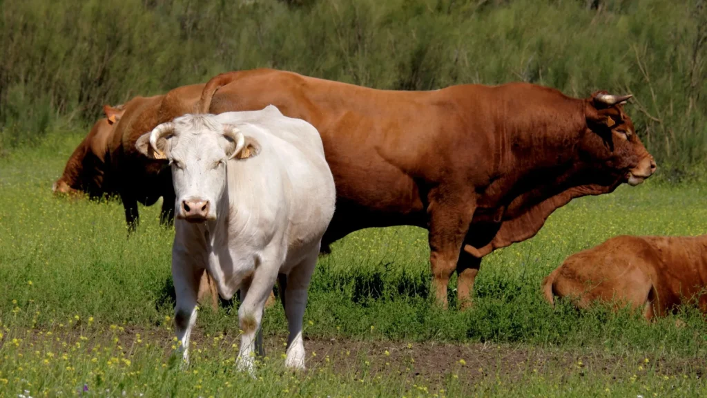 Mature beef bull with cow herd in breeding pasture during breeding season