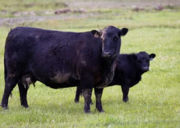 Newborn Angus beef calf standing beside its dam on a grass pasture