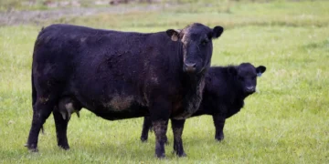Newborn Angus beef calf standing beside its dam on a grass pasture