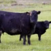 Newborn Angus beef calf standing beside its dam on a grass pasture