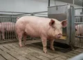 Market-weight commercial hog at approximately 270 pounds in a finishing pen