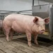 Market-weight commercial hog at approximately 270 pounds in a finishing pen