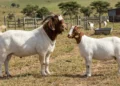 Mature Boer goat buck and doe showing typical breed size difference