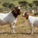 Mature Boer goat buck and doe showing typical breed size difference