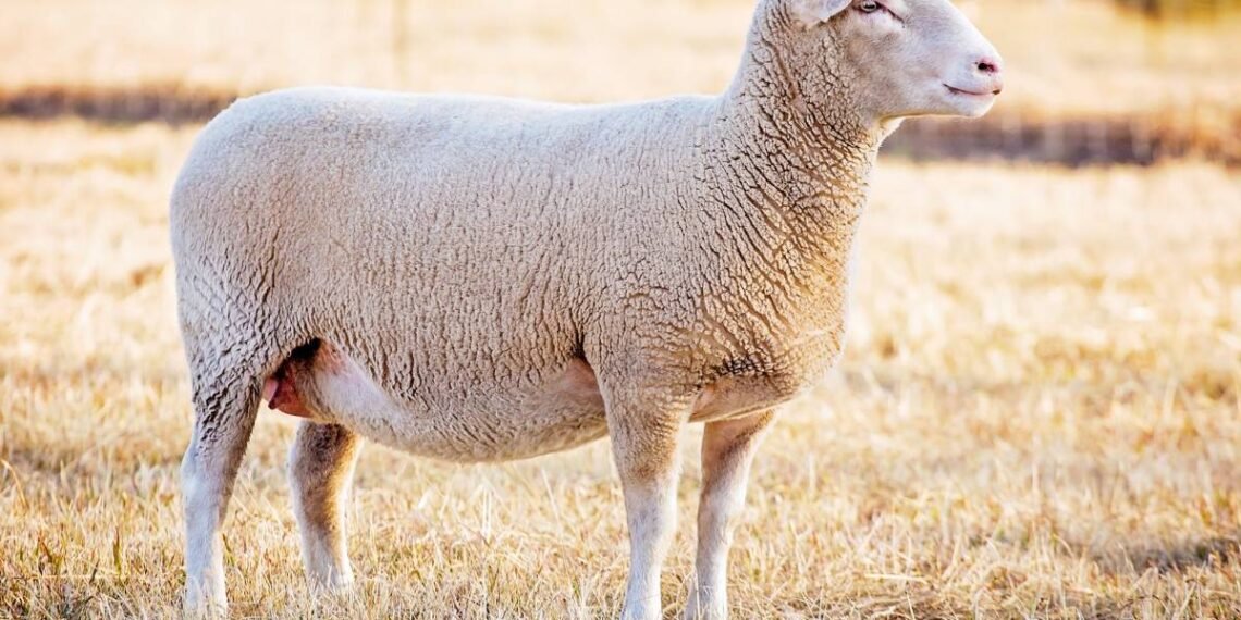 How much does a sheep weigh: a mature white-faced ewe standing in a dry grass pasture