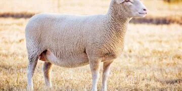 How much does a sheep weigh: a mature white-faced ewe standing in a dry grass pasture