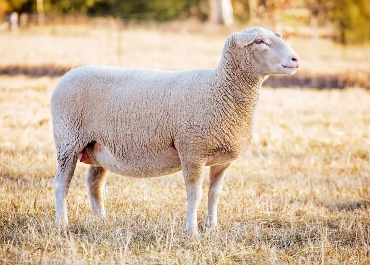 How much does a sheep weigh: a mature white-faced ewe standing in a dry grass pasture