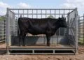 Black Angus steer standing in a livestock scale box with gates at both ends in a ranch working alley