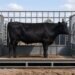 Black Angus steer standing in a livestock scale box with gates at both ends in a ranch working alley